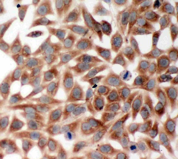 Anti-TRAF2 antibody, PA2007, ICC ICC: HELA Cell