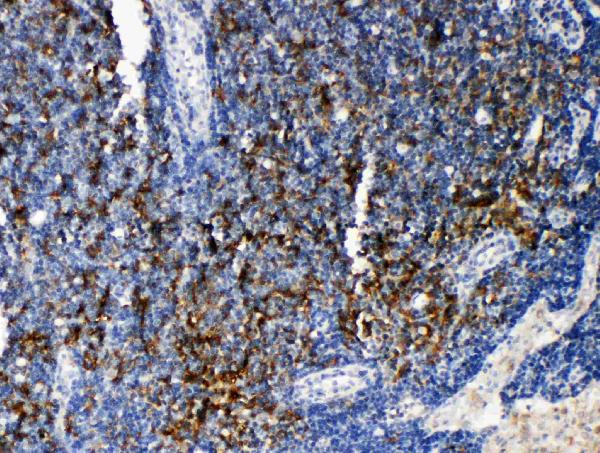 Anti-TRAF4 antibody, PA2009, IHC(P) IHC(P): Rat Lymphonodus Tissue