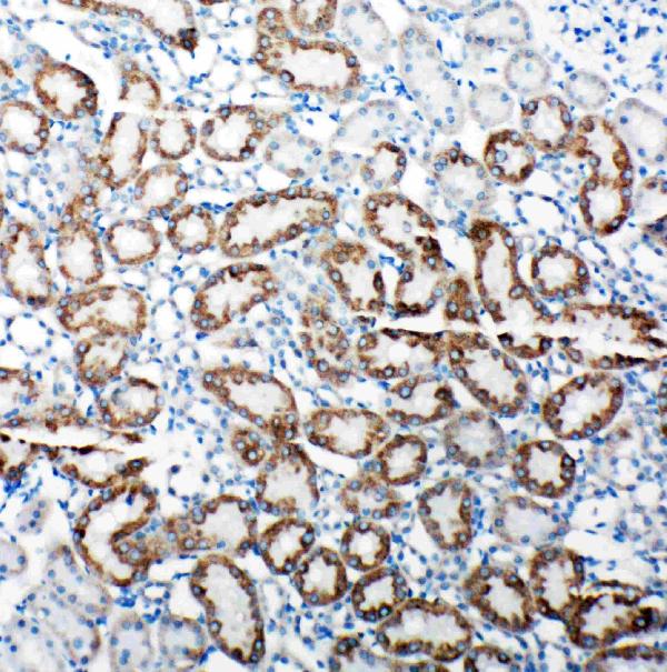 Anti-TRAM1 antibody, PA2010, IHC(P) IHC(P): Rat Kidney Tissue