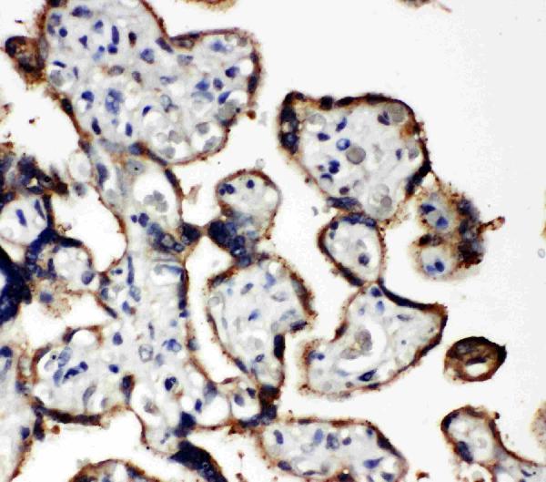 Anti-EIF2S1 antibody, PA2029, IHC(P) IHC(P): Human Placenta Tissue