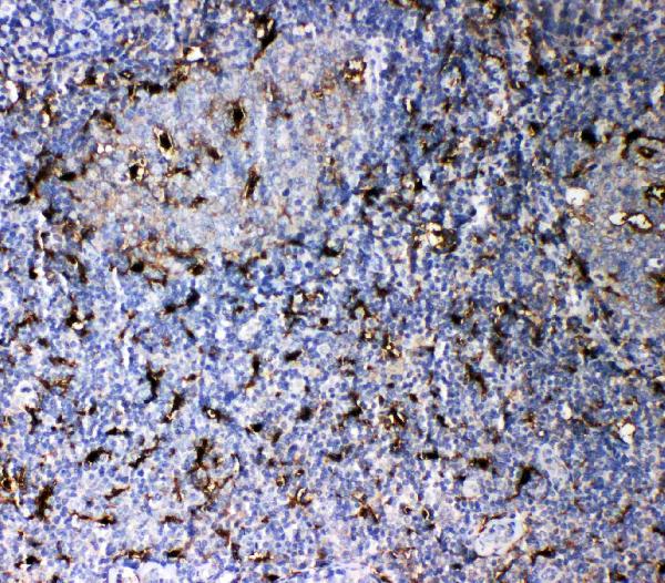 Anti-IL-18 antibody, PA2037, IHC(P) IHC(P): Human Tonsil Tissue