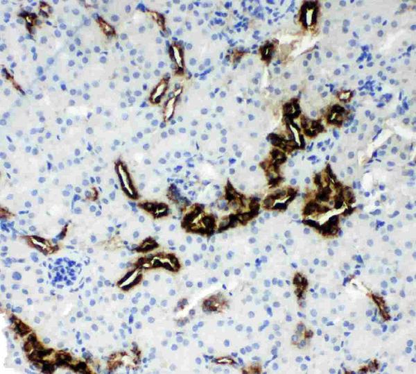 Anti-Kallikrein 1 antibody, PA2038, IHC(P) IHC(P): Mouse Kidney Tissue