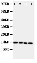 Anti-Somatostatin antibody, PA2054, Western blotting Lane 1: Rat Brain Tissue Lysate Lane 2: HELA Cell Lysate Lane 3: SW620 Cell Lysate Lane 4: MCF-7 Cell Lysate