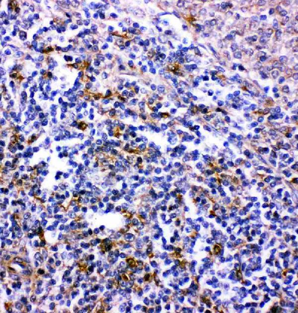 Anti-CXCR6 antibody, PA2082-1, IHC(P) IHC(P): Rat Spleen Tissue