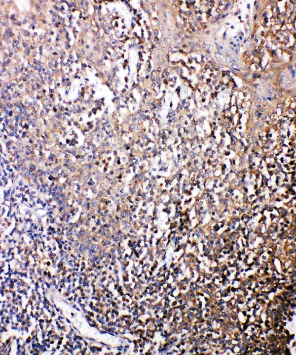 Anti-Bonzo antibody, PA2082, IHC(P) IHC(P): Human Tonsil Tissue