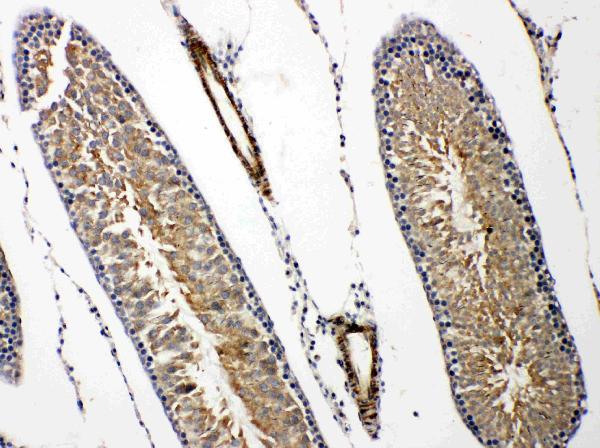 Anti-PRLR antibody, PA2087, IHC(P) IHC(P): Rat Testis Tissue