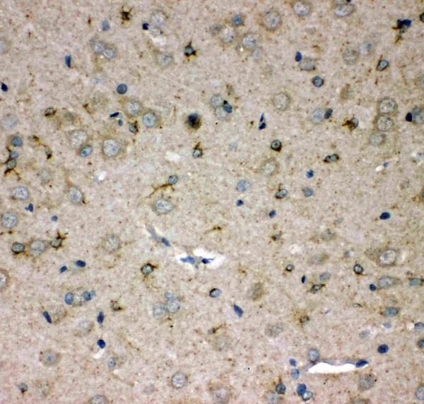 Anti-SPARCL1 antibody, PA2088, IHC(P) IHC(P): Rat Brain Tissue