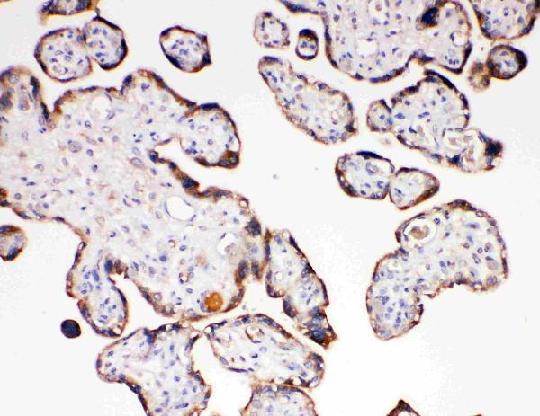 Anti-Aquaporin 6 antibody, PA2092, IHC(P) IHC(P): Human Placenta Tissue