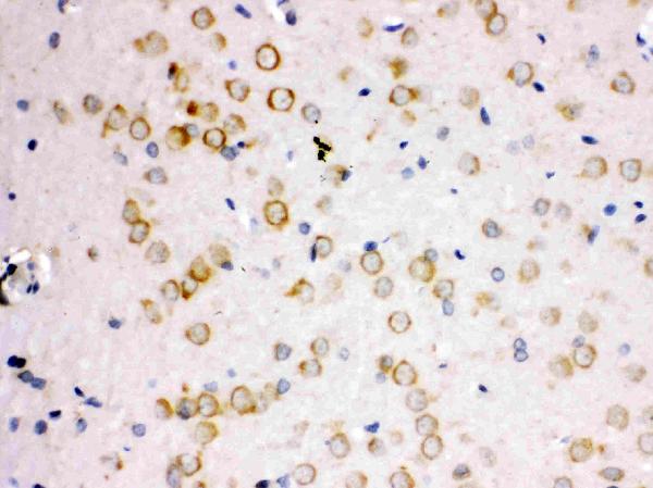 Anti-APLP1 antibody, PA2096, IHC(P) IHC(P): Rat Brain Tissue