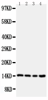 Anti-Stefin B antibody, PA2106, Western blotting Lane 1: A549 Cell Lysate Lane 2: A431 Cell Lysate Lane 3: COLO320 Cell Lysate Lane 4: HELA Cell Lysate