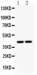 Anti-RUNX3 antibody, PA2112, Western blotting All lanes: Anti RUNX3 (PA2112) at 0.5ug/ml Lane 1: Rat Liver Tissue Lysate at 50ug Lane 2: Mouse Liver Tissue Lysate at 50ug Predicted bind size: 44KD Observed bind size: 44KD