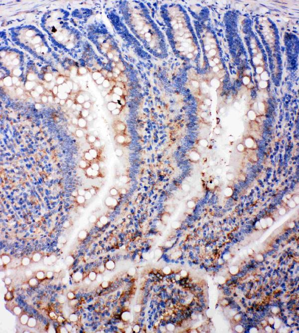 Anti-SMAD5 antibody, PA2115, IHC(P) IHC(P): Rat Intestine Tissue