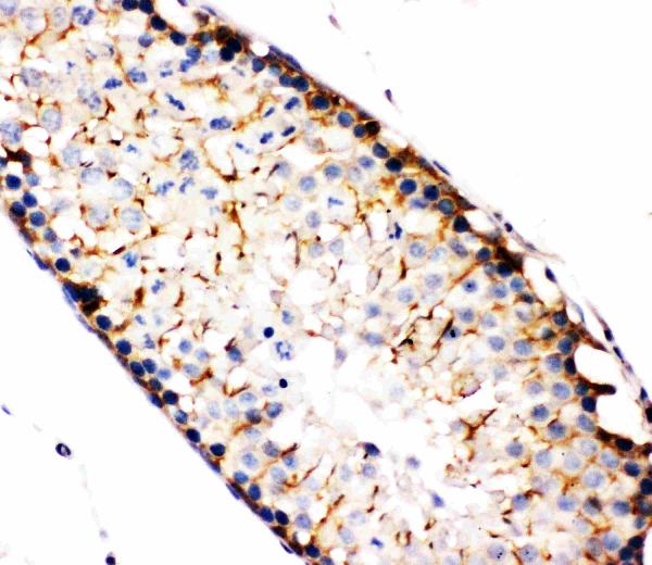 Anti-NAK antibody, PA2117, IHC(P) IHC(P): Rat Testis Tissue