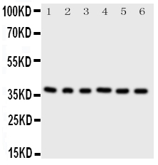 Anti-Cdk7 antibody, PA2126-2, Western blotting All lanes: Anti Cdk7 (PA2126-2) at 0.5ug/ml