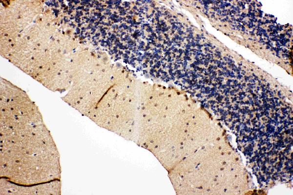 Anti-VCP antibody, PA2137, IHC(P) IHC(P): Rat Cerebellum Tissue