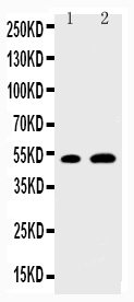 Anti-EGR2 antibody, PA2178, Western blotting Lane 1: NIH3T3 Cell Lysate Lane 2: MCF-7 Cell Lysate