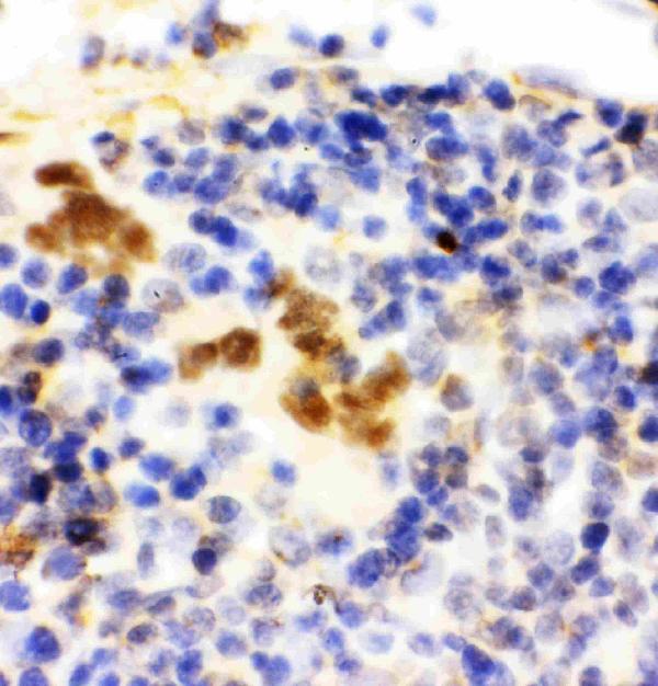 Anti-FLI1 antibody, PA2179, IHC(P) IHC(P): Rat Spleen Tissue