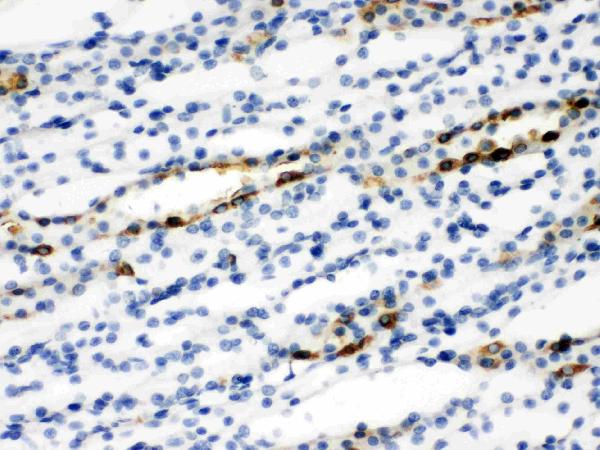 IHC analysis of SLC9A2 using anti-SLC9A2 antibody (PA2219). SLC9A2 was detected in paraffin-embedded section of rat kidney tissues. Heat mediated antigen retrieval was performed in citrate buffer (pH6, epitope retrieval solution) for 20 mins. The tissue section was blocked with 10% goat serum. The tissue section was then incubated with 1μg/ml rabbit anti-SLC9A2 Antibody (PA2219) overnight at 4°C. Biotinylated goat anti-rabbit IgG was used as secondary antibody and incubated for 30 minutes at 37°C. The tissue section was developed using Strepavidin-Biotin-Complex (SABC)(Catalog # SA1022) with DAB as the chromogen.