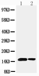 Anti-Sumo 1 antibody, PA2220, Western blotting Lane 1: Rat Spleen Tissue Lysate Lane 2: Human Placenta Tissue Lysate