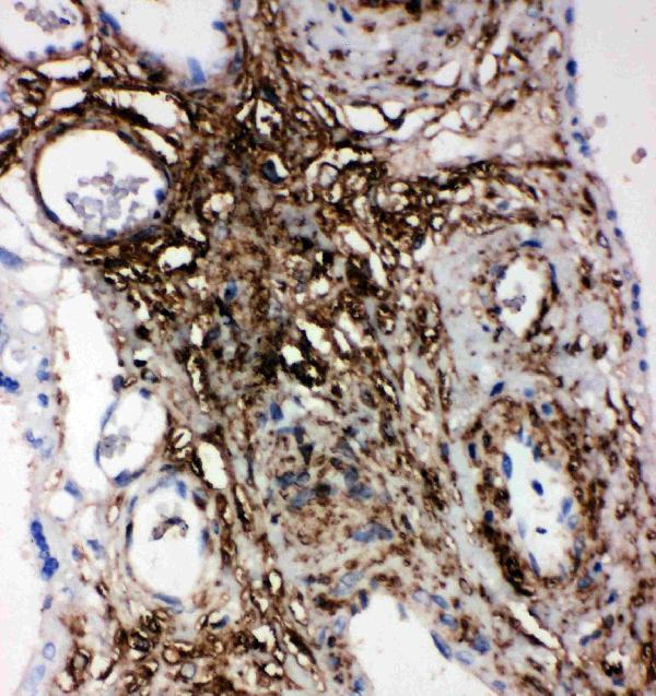 Anti-PLTP antibody, PA2228, IHC(P) IHC(P): Human Placenta Tissue