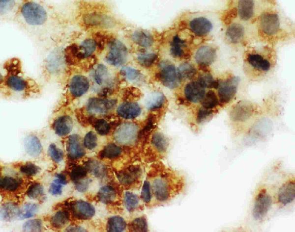 ICC analysis of Cortisol Binding Globulin using anti-Cortisol Binding Globulin antibody (PA2230).