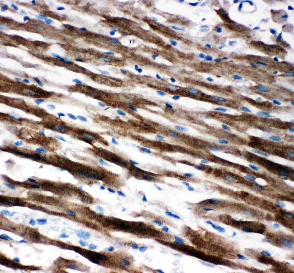 Anti-AIF antibody, PA2232, IHC(P) IHC(P): Rat Cardiac Muscle Tissue