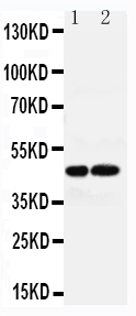 Anti-AVPR1A antibody, PA2248, All Western blotting All lanes: Anti-AVPR1A(PA2248) at 0.5ug/ml