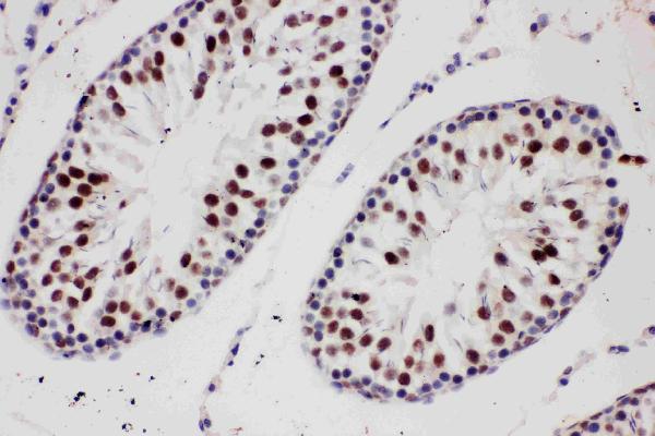 Anti-PIAS1 antibody, PA2252, IHC(P) IHC(P): Rat Testis Tissue