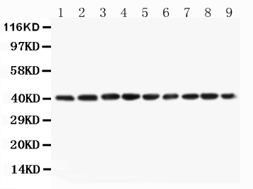 Anti-PON1 antibody, PA2253, All Western blotting All lanes: Anti-PON1(PA2253) at 0.5ug/ml