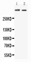 Anti-Huntingtin antibody, PA2268, All Western blotting All lanes: Anti-HTT(PA2268) at 0.5ug/ml