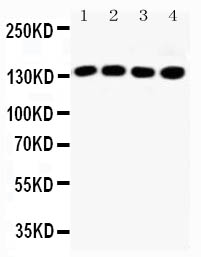 Anti-IRS1 antibody, PA2269, All Western blotting All lanes: Anti-IRS1(PA2269) at 0.5ug/ml