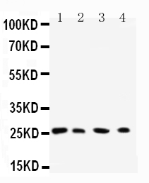 Anti-Rab3C antibody, PA2279, All Western blotting All lanes: Anti-RAB3C(PA2279) at 0.5ug/ml