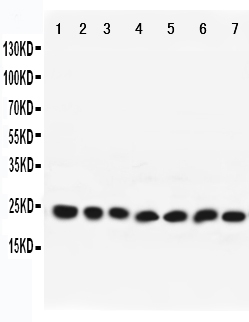 Anti-Rab9 antibody, PA2281, All Western blotting All lanes: Anti-RAB9A(PA2281) at 0.5ug/ml