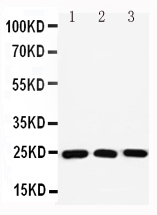 Anti-Rab11A antibody, PA2282, All Western blotting All lanes: Anti-RAB11A(PA2282) at 0.5ug/ml