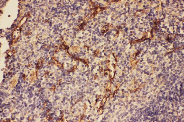 Anti-C5/C5a antibody, PA2308, IHC(P) IHC(P): Mouse Spleen Tissue