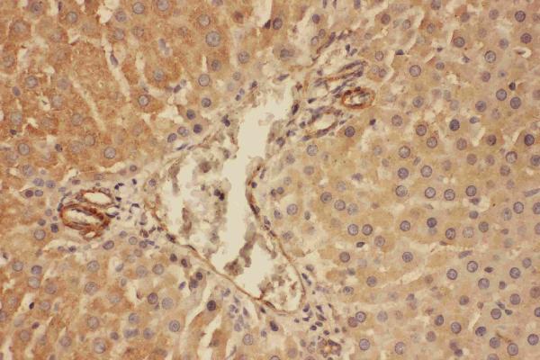 Anti-C5/C5a antibody, PA2308, IHC(P) IHC(P): Rat Liver Tissue