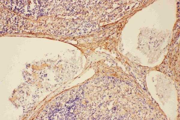 Anti-C5/C5a antibody, PA2308, IHC(P) IHC(P): Rat Spleen Tissue