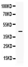 Western blot analysis of ITLN1 using anti-ITLN1 antibody (PB10004).