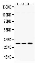 Western blot analysis of AQP11 using anti-AQP11 antibody (PB10044).