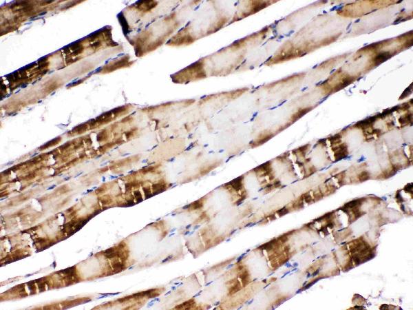 IHC analysis of CA3 using anti-CA3 antibody (PB10049).