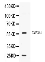 Western blot analysis of CYP3A4 using anti-CYP3A4 antibody (PB10055).