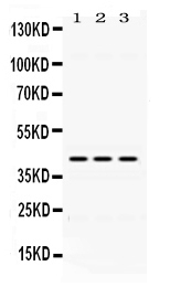 Western blot analysis of DHODH using anti-DHODH antibody (PB10056).