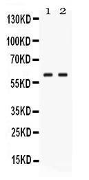 Western blot analysis of GPI using anti-GPI antibody (PB10068).