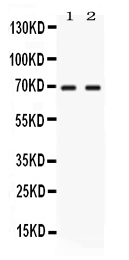 Western blot analysis of NFIA using anti-NFIA antibody (PB10080).