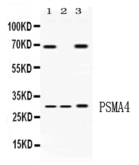 Western blot analysis of PSMA4 using anti-PSMA4 antibody (PB10090).