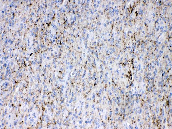 IHC analysis of Synapsin I using anti-Synapsin I antibody (PB10099).