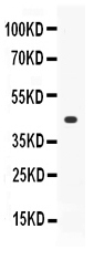 Western blot analysis of Thrombopoietin/TPO using anti-Thrombopoietin/TPO antibody (PB10102).