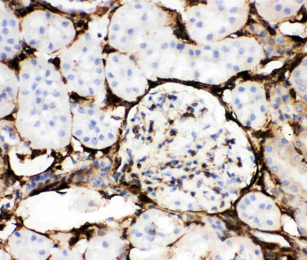 IHC analysis of Annexin V using anti-Annexin V antibody (PB9044). Annexin V was detected in paraffin-embedded section of Mouse Kidney Tissue. Heat mediated antigen retrieval was performed in citrate buffer (pH6, epitope retrieval solution) for 20 mins. The tissue section was blocked with 10% goat serum. The tissue section was then incubated with 1μg/ml rabbit anti-Annexin V Antibody (PB9044) overnight at 4°C. Biotinylated goat anti-rabbit IgG was used as secondary antibody and incubated for 30 minutes at 37°C. The tissue section was developed using Strepavidin-Biotin-Complex (SABC)(Catalog # SA1022) with DAB as the chromogen.