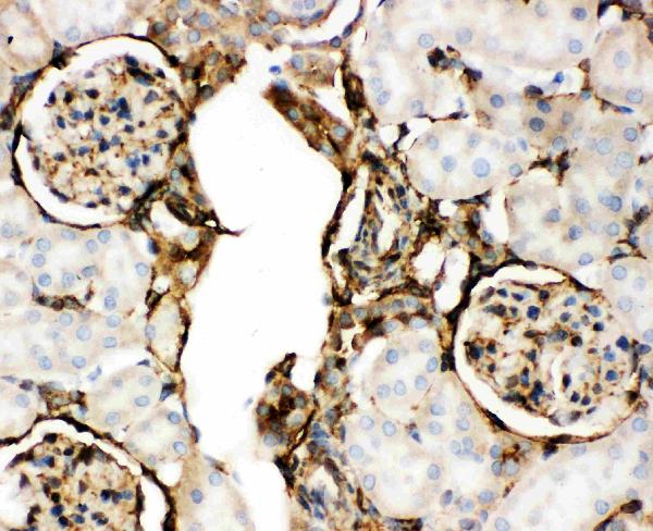 IHC analysis of Annexin V using anti-Annexin V antibody (PB9044). Annexin V was detected in paraffin-embedded section of Rat Kidney Tissue. Heat mediated antigen retrieval was performed in citrate buffer (pH6, epitope retrieval solution) for 20 mins. The tissue section was blocked with 10% goat serum. The tissue section was then incubated with 1μg/ml rabbit anti-Annexin V Antibody (PB9044) overnight at 4°C. Biotinylated goat anti-rabbit IgG was used as secondary antibody and incubated for 30 minutes at 37°C. The tissue section was developed using Strepavidin-Biotin-Complex (SABC)(Catalog # SA1022) with DAB as the chromogen.