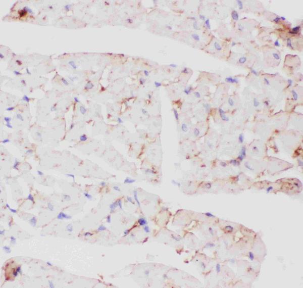 IHC analysis of GLUT4 using anti-GLUT4 antibody (PB9109). GLUT4 was detected in paraffin-embedded section of rat cardiac muscle tissues. Heat mediated antigen retrieval was performed in citrate buffer (pH6, epitope retrieval solution) for 20 mins. The tissue section was blocked with 10% goat serum. The tissue section was then incubated with 1μg/ml rabbit anti-GLUT4 Antibody (PB9109) overnight at 4°C. Biotinylated goat anti-rabbit IgG was used as secondary antibody and incubated for 30 minutes at 37°C. The tissue section was developed using Strepavidin-Biotin-Complex (SABC)(Catalog # SA1022) with DAB as the chromogen.